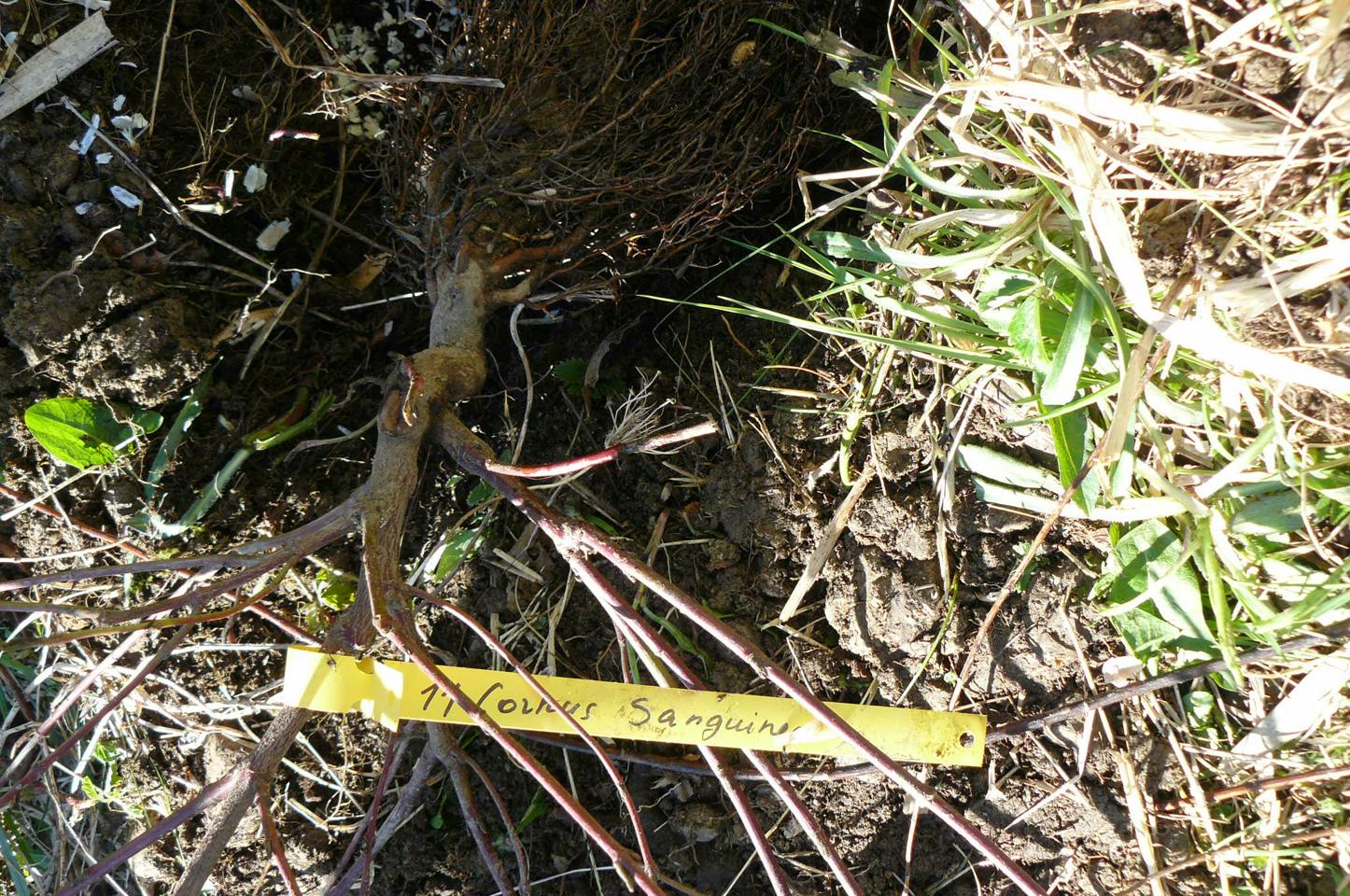 Cornus sanguinea