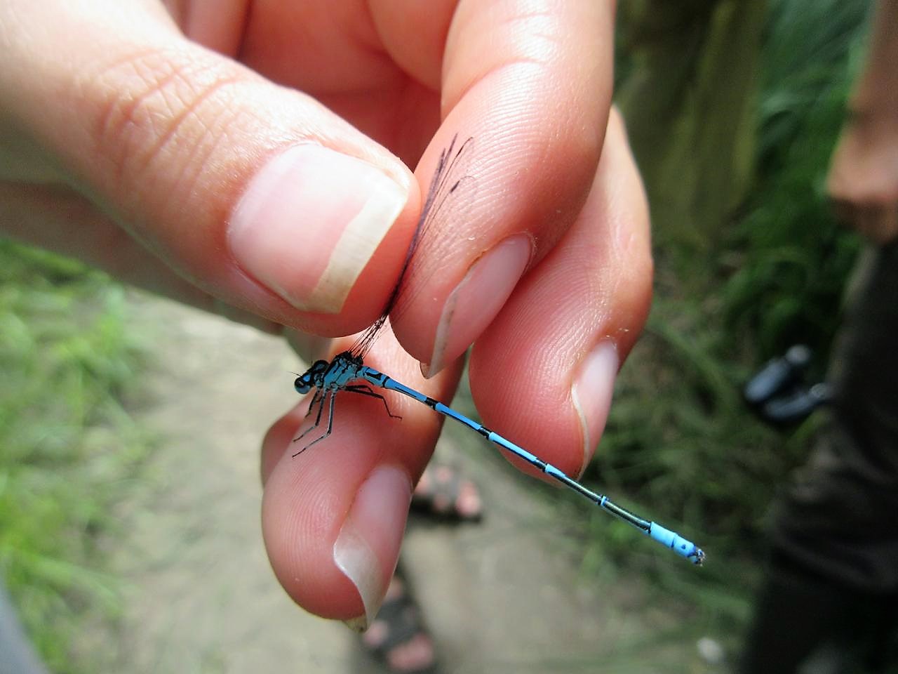 Agrion Jouvencelle