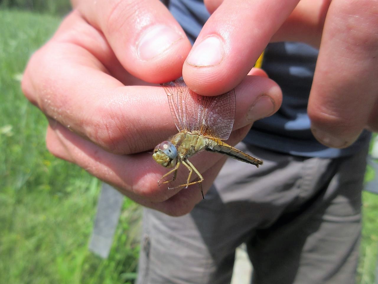 Crocothemis Erythraea