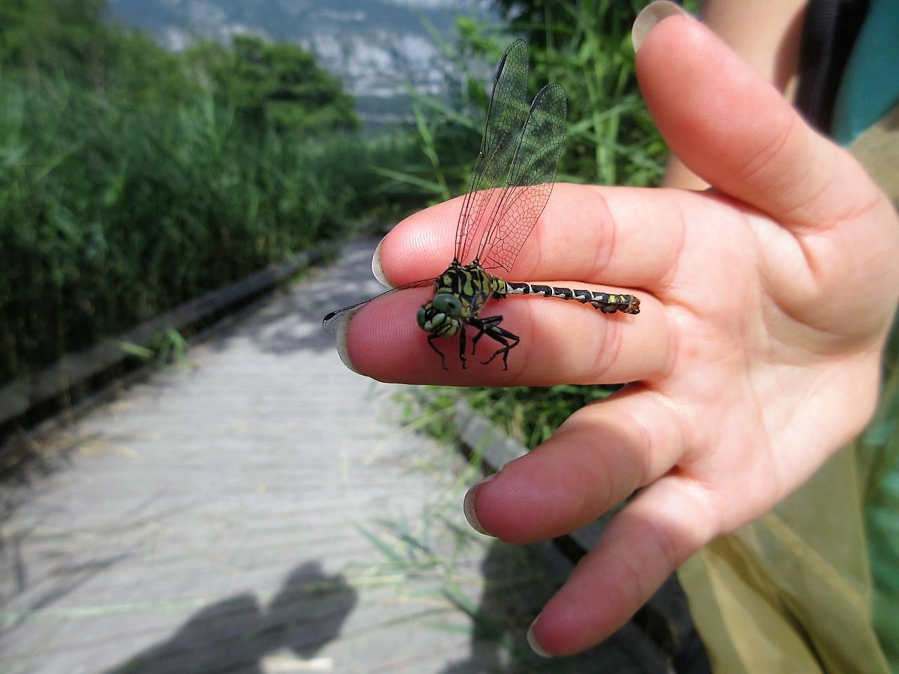 Onychogomphus Forcipatus