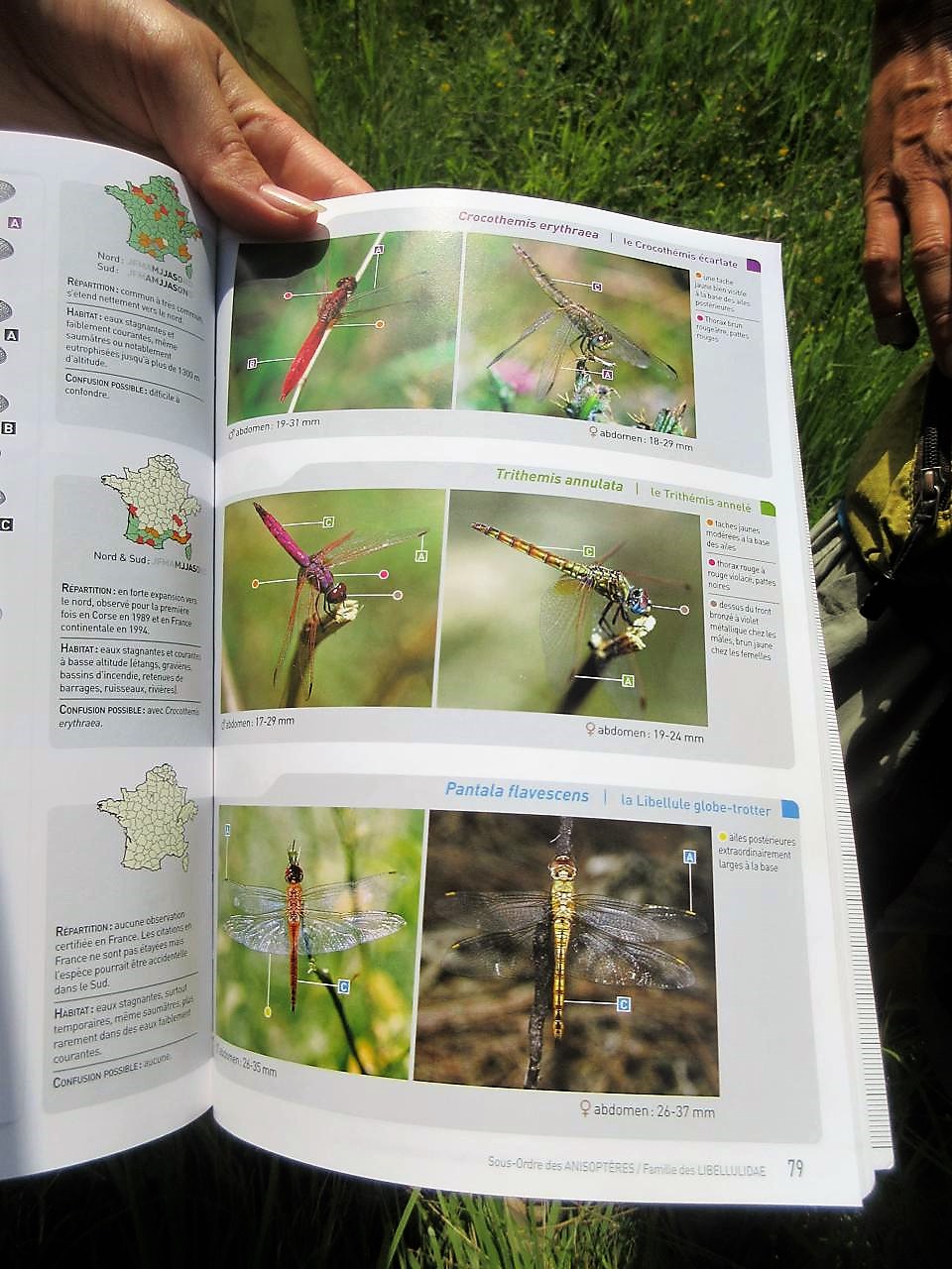 Page d'un livre d'identification