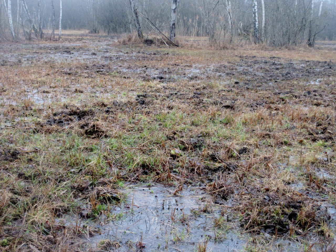 L'œuvre des sangliers et de la pluie