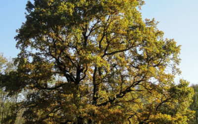 Le Grand Chêne, l’arbre aux mille saisons