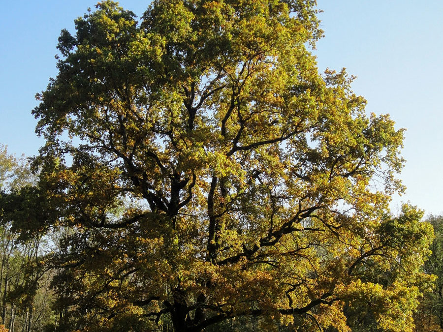 Le Grand Chêne, l’arbre aux mille saisons