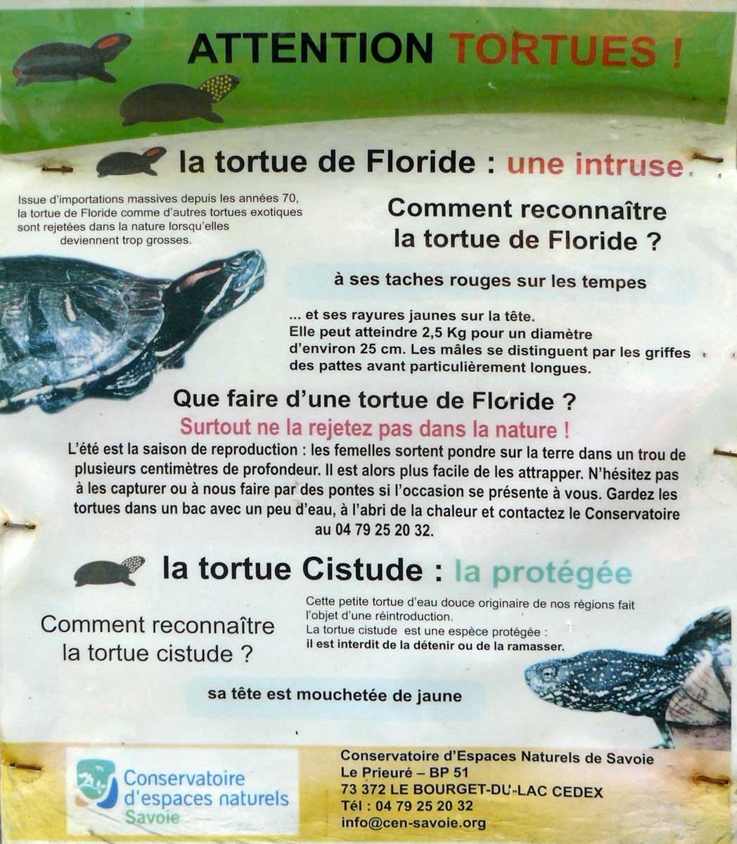 Attention : tortues !