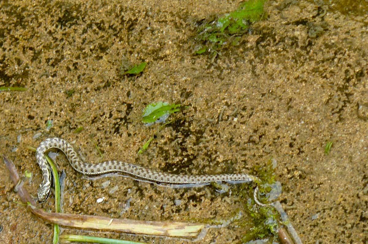 Couleuvre vipérine