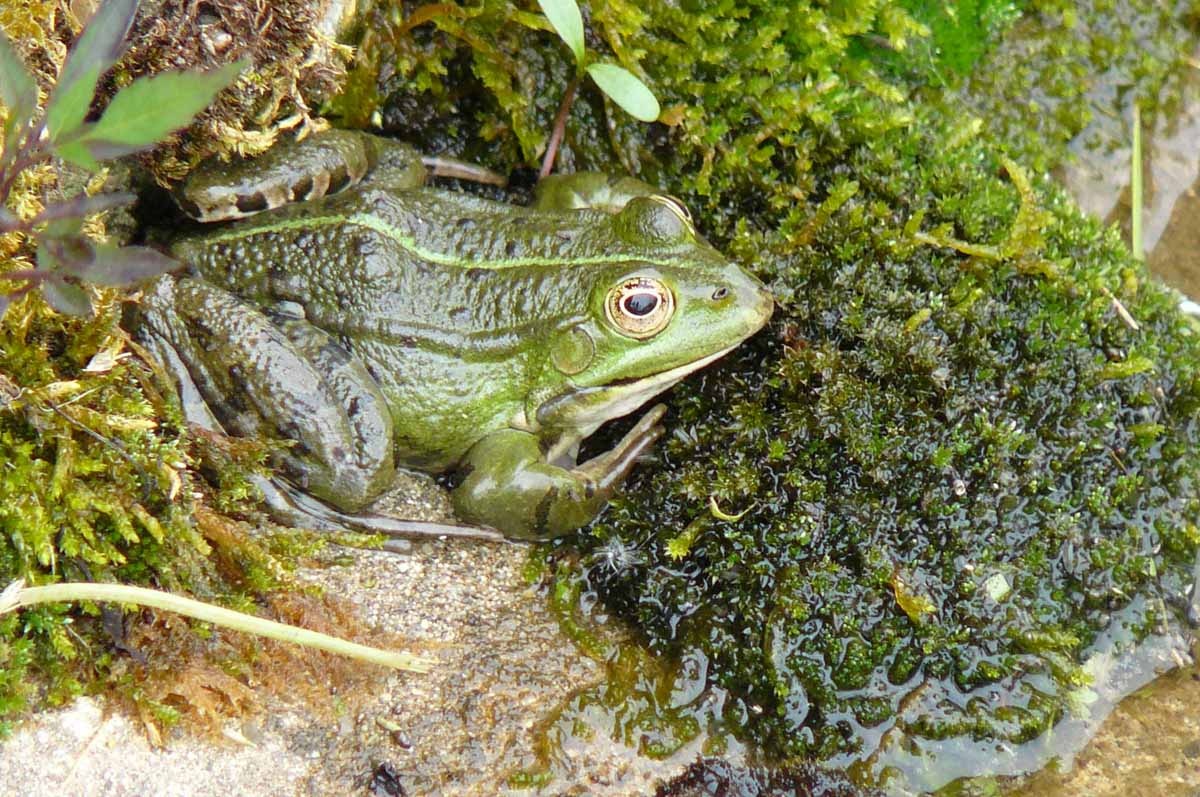 Grenouille verte