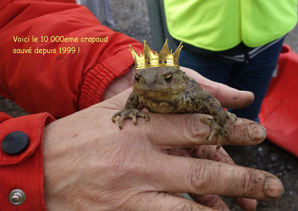 Le 10 000 ème crapaud sauvé le 03/03/2019